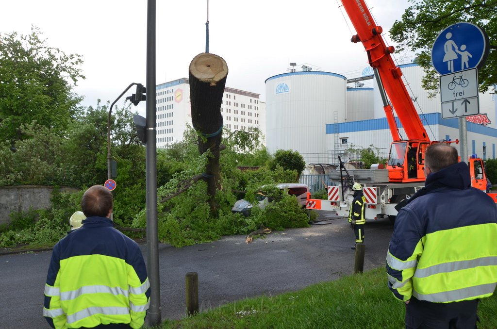 Baum auf Fahrbahn Koeln Deutz Alfred Schuette Allee Mole P653.JPG - Miklos Laubert